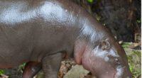 Hippopotame nain originaire d'Afrique de l'Ouest.