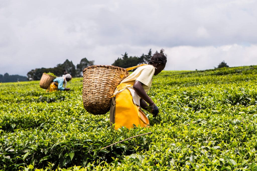 AFRIQUE : deux lauréats du Prix de l’action climatique de l’ONU sont africains thé ©Jen Watson/Shutterstock