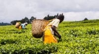 AFRIQUE : deux lauréats du Prix de l’action climatique de l’ONU sont africains thé ©Jen Watson/Shutterstock