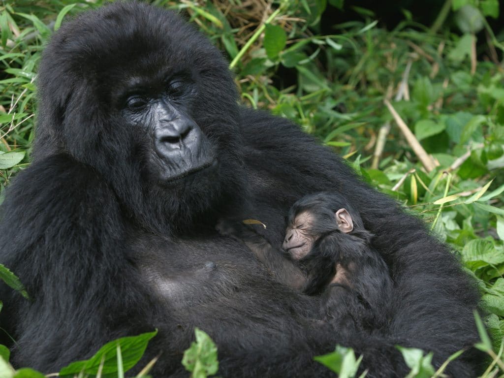 AFRIQUE : recycler les smartphones pour sauver les gorilles en économisant le Coltan © Erwinf/Shutterstock