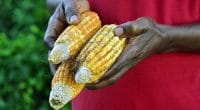 BENIN: Training session in agroecology scheduled for February 2020© Red Pip/Shutterstock
