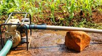 SAHEL : la Banque mondiale va financer un projet d’irrigation à hauteur de 25 M$ © Sylvie Bouchard/Shutterstock