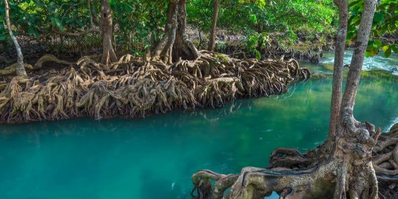 MADAGASCAR: Planting mangroves to improve fishermen's activity © De Rbk365/ Shutterstock
