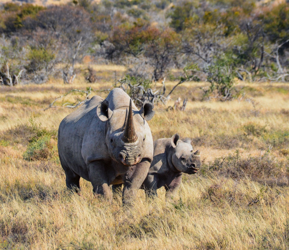 South African Black Rhino © Shutterstock