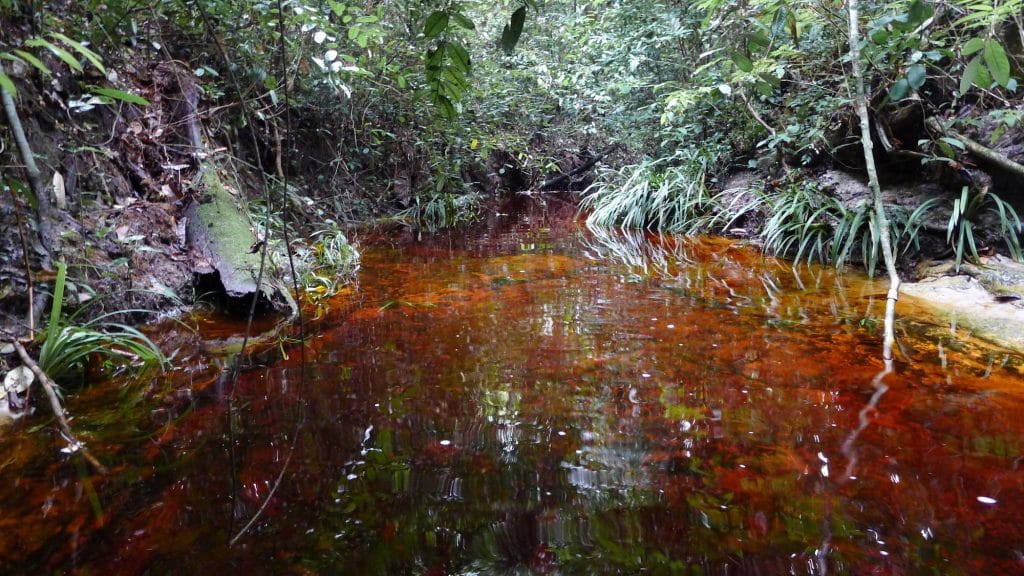 Une rivière au coeur de la forêt du Mondah, au Gabon © Biotope