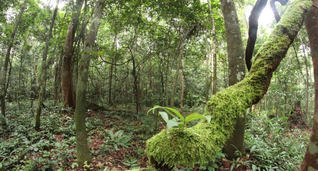 TOGO : face à la déforestation, 14 millions d’arbres seront plantés dès juin 2023© Vincent Prié, Biotope