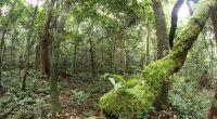 L’Arboretum Raponda Walker, encore appelé Bois des Géants, au Gabon © Vincent Prié, Biotope