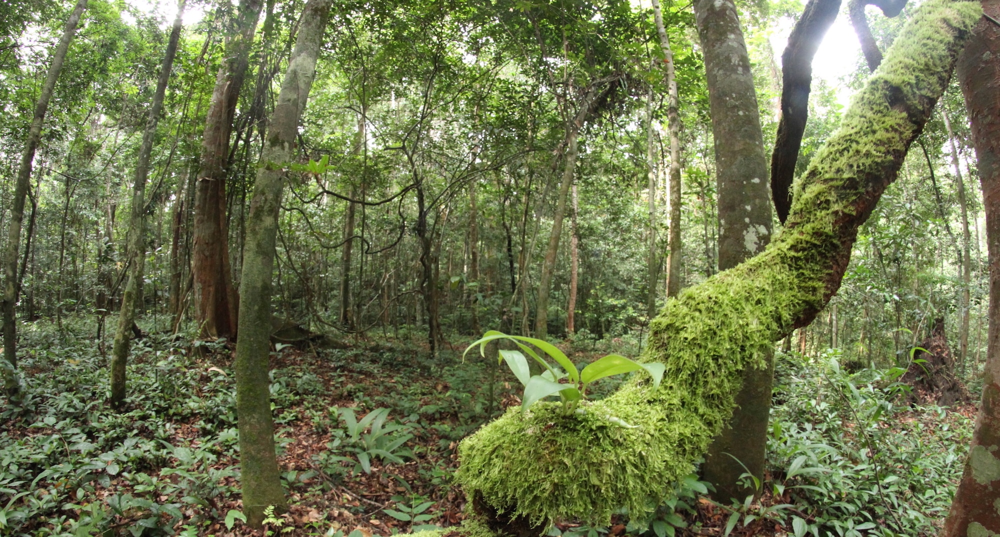 GABON: near Libreville, Biotope preserves and re-enchants the ...