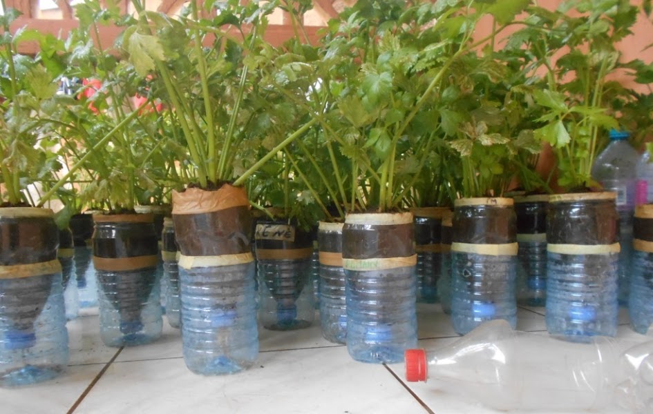 CAMEROON: Plastic waste used to support organic urban agriculture. © J2D Afrique