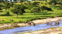 TANZANIE : vers la création de 5 nouveaux parcs dans le sud du pays, pour le tourisme©GTS Productions /Shutterstock