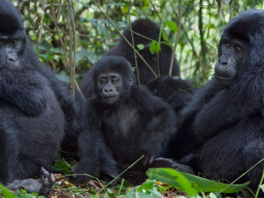 AFRICA: 124 more mountain gorillas give IUCN hope in eight years©Photodynamic/Shutterstock