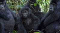 AFRICA: 124 more mountain gorillas give IUCN hope in eight years©Photodynamic/Shutterstock