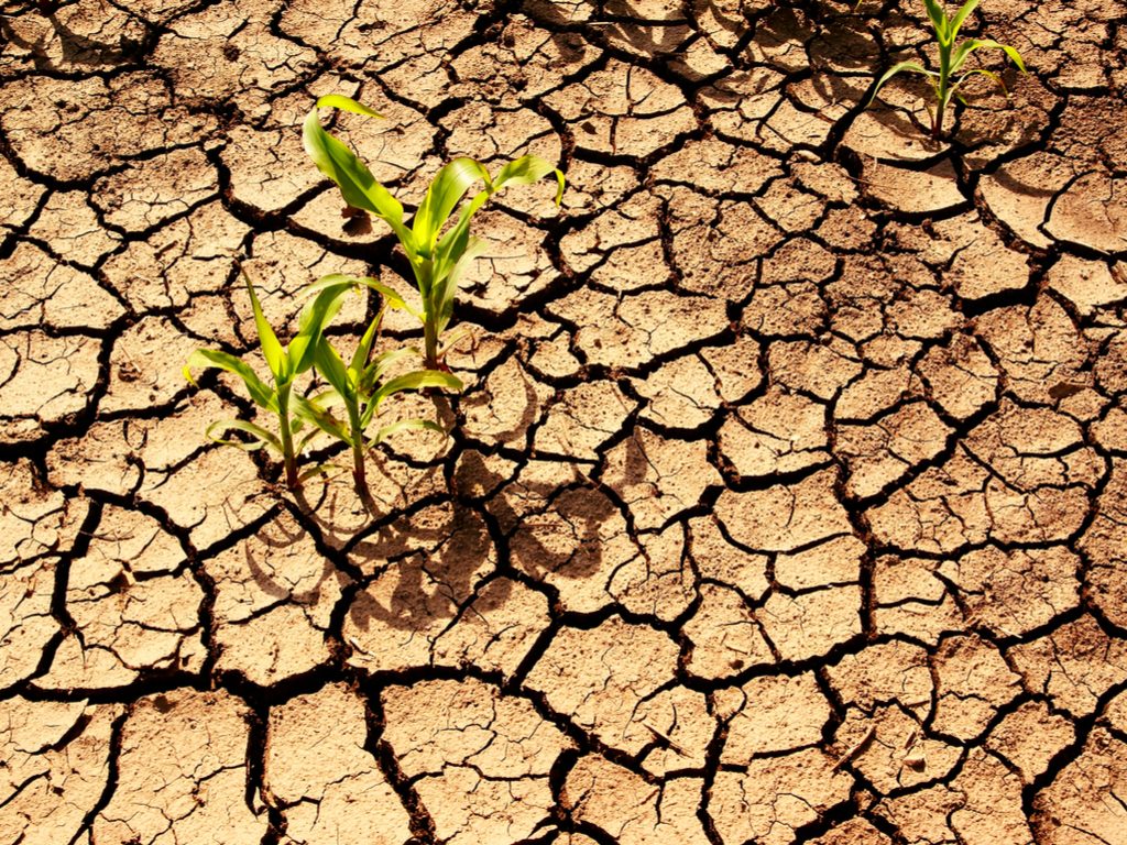AFRIQUE : La FAO et le SPG lancent Afrisoils, un programme de protection des sols©Meryll//shutterstock