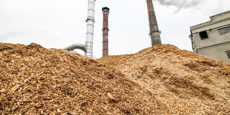 KENYA: Africa Plantation Capital to supply bamboo biomass to Bidco Africa ©Rokas Tenys/shutterstock