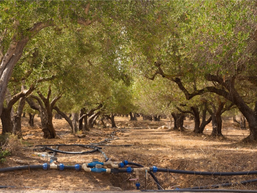 TUNISIE : Fendri mêle intelligence artificielle et irrigation de ses oliveraies bio © Matej Kastelic /Shutterstock