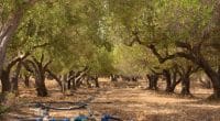 TUNISIE : Fendri mêle intelligence artificielle et irrigation de ses oliveraies bio © Matej Kastelic /Shutterstock