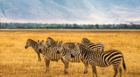 TANZANIA: Positive tourism figures for the Ngorongoro Conservation Area © Nick Fox /Shutterstock