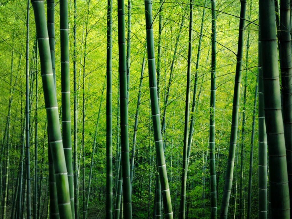  bambou  Afrik 21