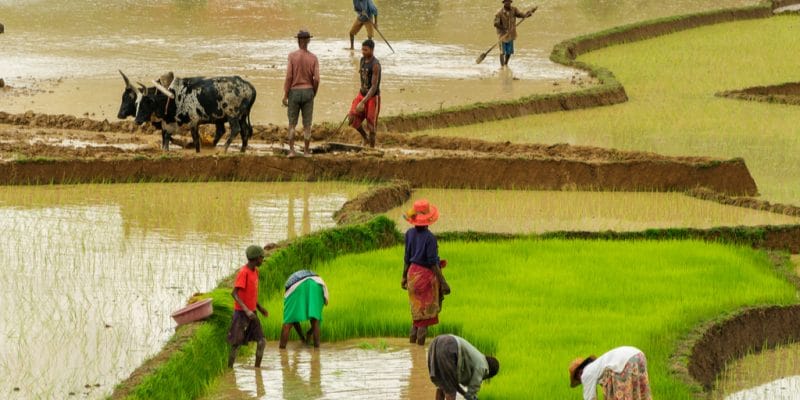 OUGANDA : le gouvernement indien investit 200 M$ dans l’énergie et l’irrigation ©Jen Watson/Shutterstock