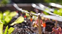 AFRIQUE DE L’OUEST : Interplast lance Ingreen, un nouveau système d’irrigation ©Floki/Shutterstock