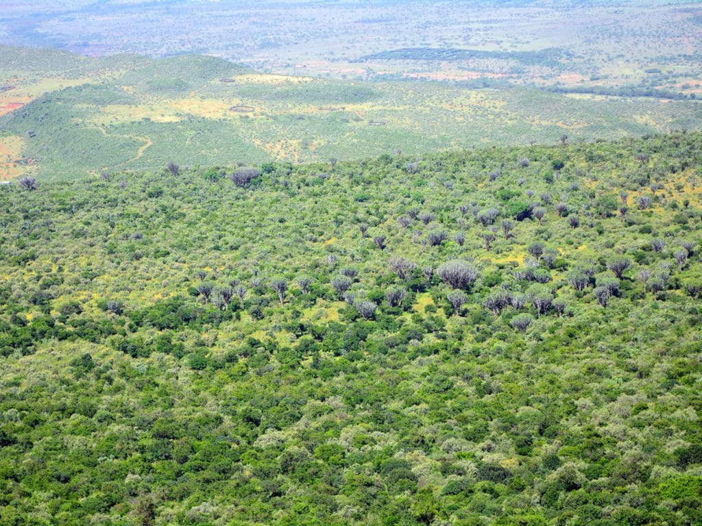 TANZANIE : le tourisme incite à protéger 5,2 millions d’hectares de forêt d’ici 2030 ©Attila JANDI/Shutterstock