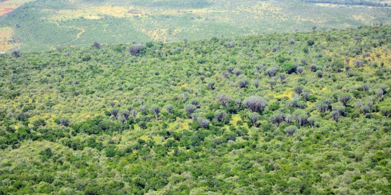 TANZANIE : le tourisme incite à protéger 5,2 millions d’hectares de forêt d’ici 2030 ©Attila JANDI/Shutterstock