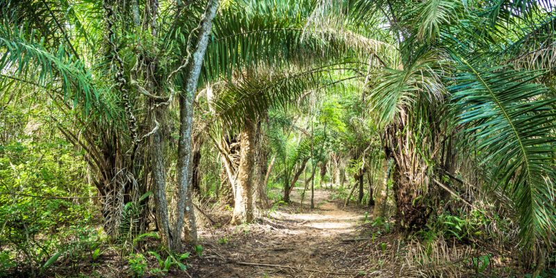 AFRICA: When oil palm cultivation threatens biodiversity...©Filipe Frazao/Shutterstock