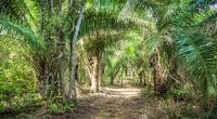 AFRIQUE: quand la culture le palmier à huile menace la biodiversité…©Filipe Frazao/Shutterstock