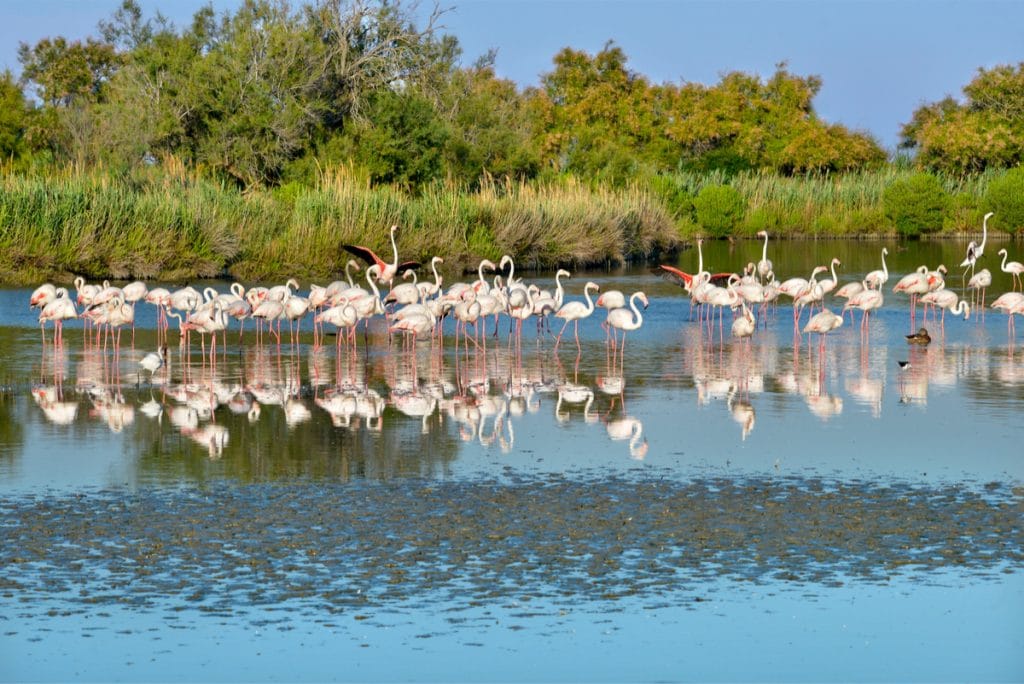 TUNISIA: 7 Mediterranean countries launch a project to protect wetlands ©/Shutterstock