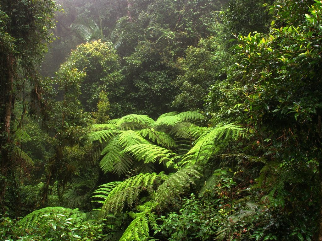 COTE D’IVOIRE : 21 M€ du gouvernement et de la Banque mondiale pour la reforestation ©Jen Watson/Shutterstock