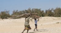 NIGÈRIA : « Green Recovery Nigeria », doit éviter 500 m2 de désertification par an©DiversityStudio/Shutterstock