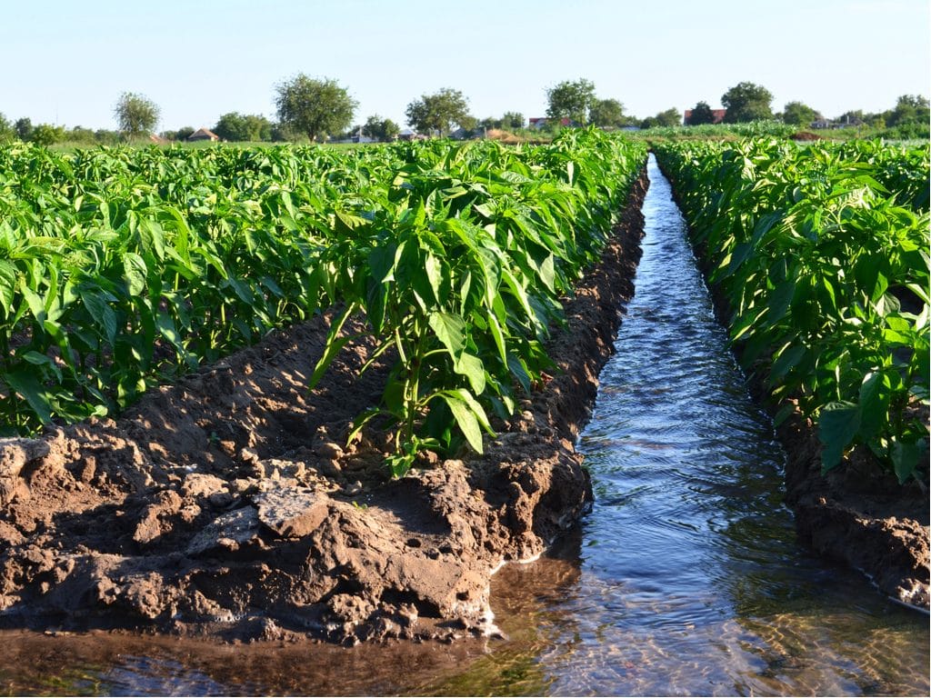 KENYA: 642 basins installed to improve irrigation in rural areas© Andrii Yalanskyi/Shutterstock