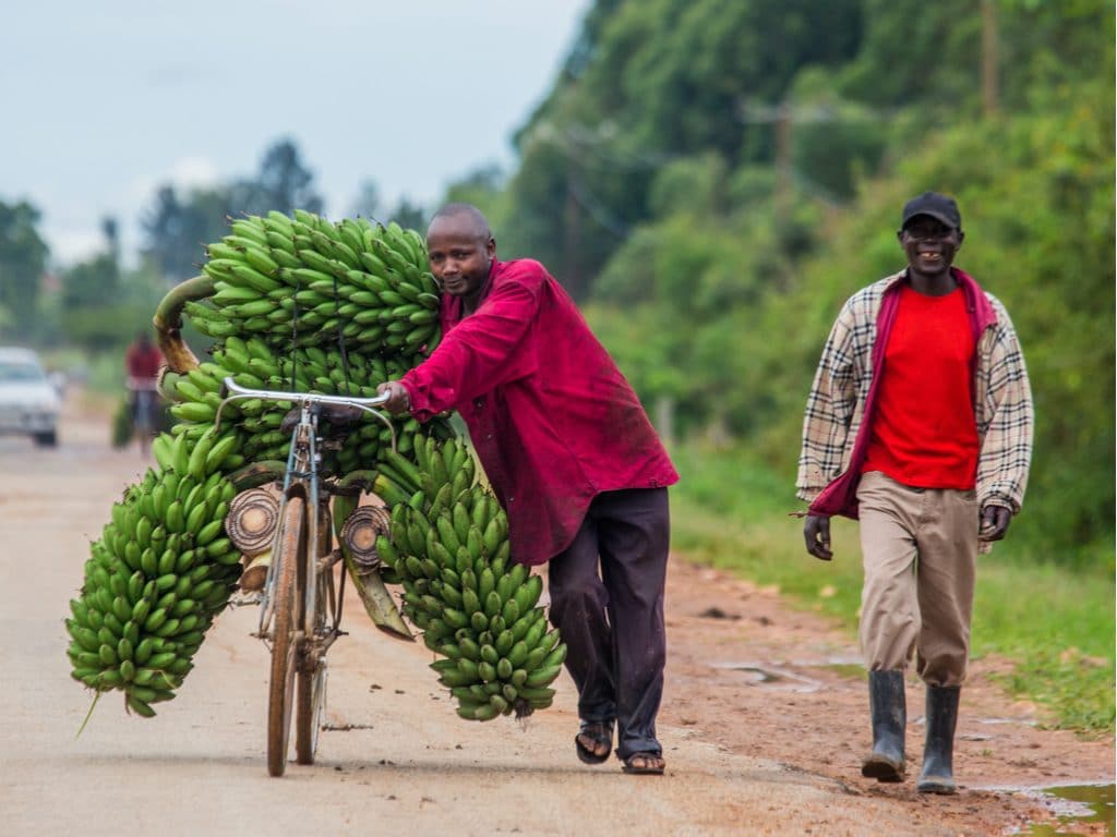 OUGANDA : le plan d’adaptation au changement climatique pour l’agriculture est adopté©GUDKOV ANDREY/Shutterstock
