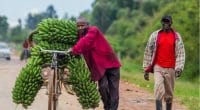 OUGANDA : le plan d’adaptation au changement climatique pour l’agriculture est adopté©GUDKOV ANDREY/Shutterstock