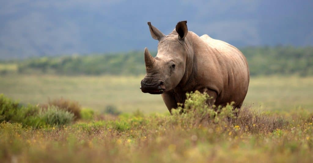 KENYA: Elephants and rhinos gradually escape the claws of poaching©JONATHAN PLEDGER /Shutterstock