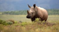 KENYA: Elephants and rhinos gradually escape the claws of poaching©JONATHAN PLEDGER /Shutterstock