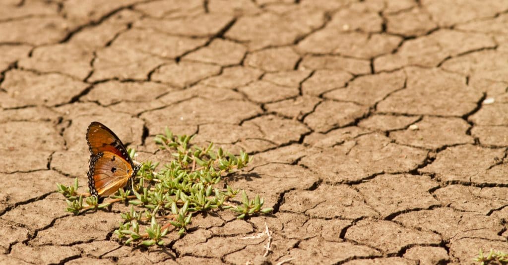 COP24 : 50 Md $ de la Banque mondiale pour l’adaptation aux changements climatiques©Netta Arobas/Shutterstock