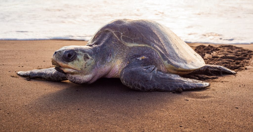 GUINEA BISSAU: Global warming feminises and weakens marine turtles©Xenia_Photography/Shutterstock