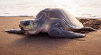 GUINEA BISSAU: Global warming feminises and weakens marine turtles©Xenia_Photography/Shutterstock