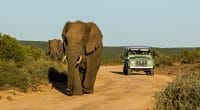 AFRICA: UAVs to curb elephant poaching©CarcharadonShutterstock