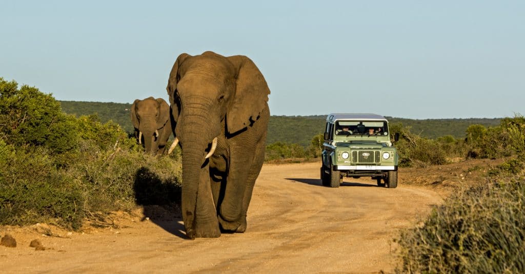 AFRIQUE : des drones pour mettre fin au braconnage d’éléphants©CarcharadonShutterstock