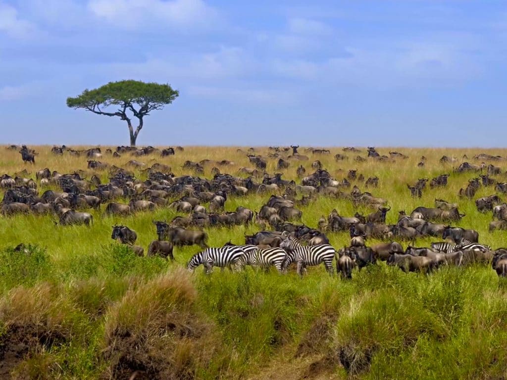 KENYA : le Pnud lance un projet de 4 M$ pour la conservation de la biodiversité©Alina Lavrenova/Shutterstock