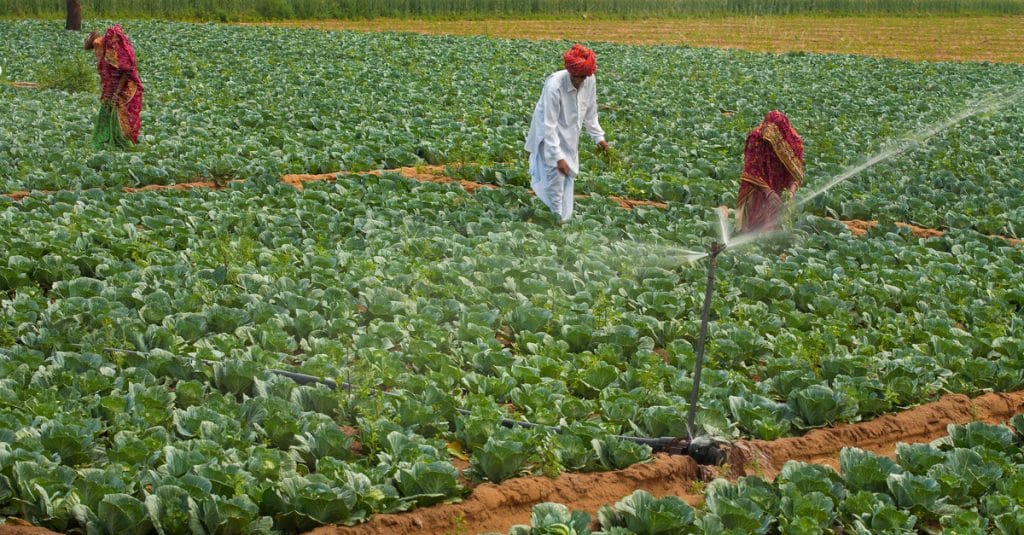 MOZAMBIQUE : comment l’agriculture est devenue résiliente au changement climatique ©Hari Mahidhar /Shutterstock