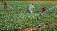 MOZAMBIQUE : comment l’agriculture est devenue résiliente au changement climatique ©Hari Mahidhar /Shutterstock