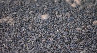 MADAGASCAR: Successful ecological fertiliser made from bat droppings©stephane lalevee/Shutterstock