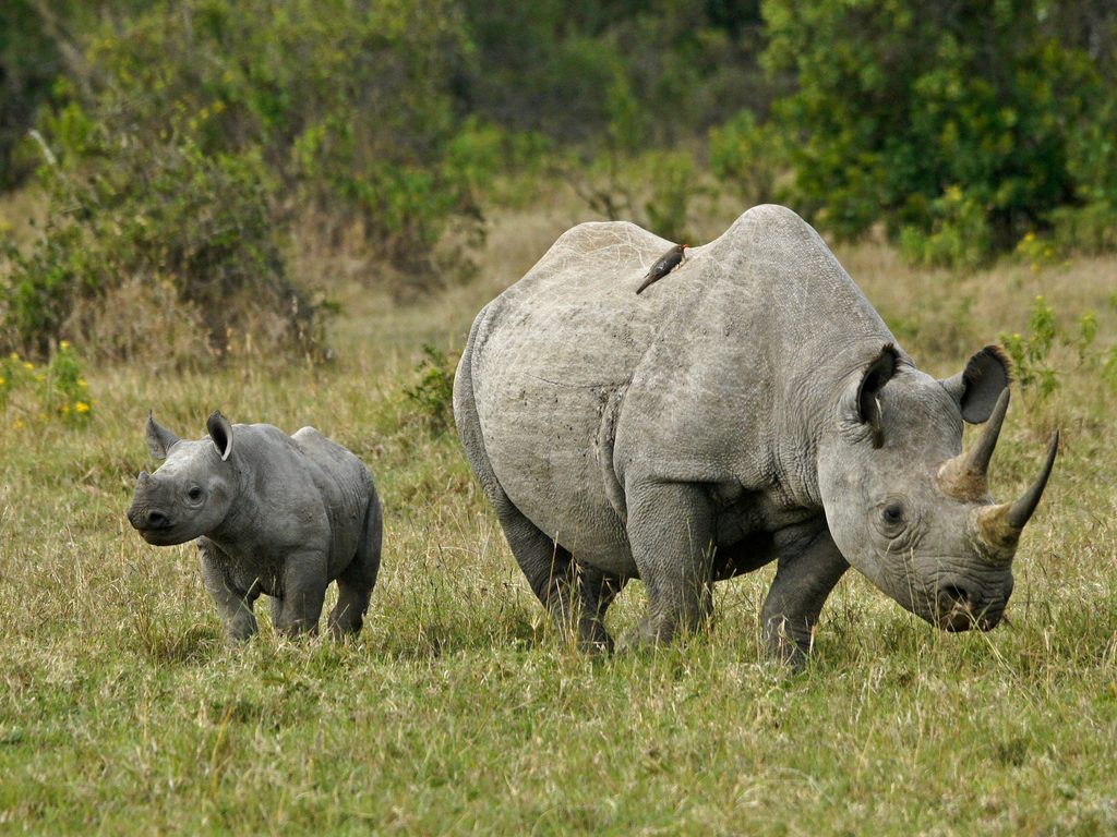 AFRICA: Sigfox relies on Internet of Things (IoT) to protect rhinos ©MicheleB/Shutterstock