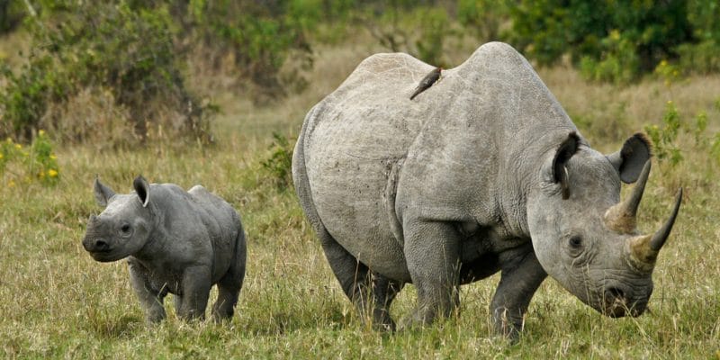 AFRIQUE : Sigfox mise sur l’internet des objets (IoT) pour protéger les rhinocéros ©MicheleB/Shutterstock