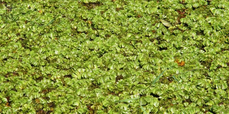 UGANDA: Egypt funds Kariba invasive grass control project© DESIGNFACTS/Shutterstock