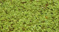 OUGANDA : l’Égypte finance un projet de lutte contre l’herbe envahissante de Kariba© DESIGNFACTS/Shutterstock