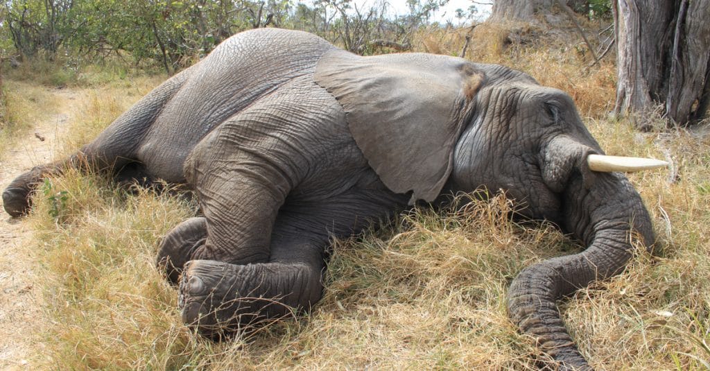 ANGOLA: Towards strengthening the anti-poaching law ©Nora Marie Shutterstock